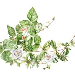 Spiritual Souls vs. Material Souls