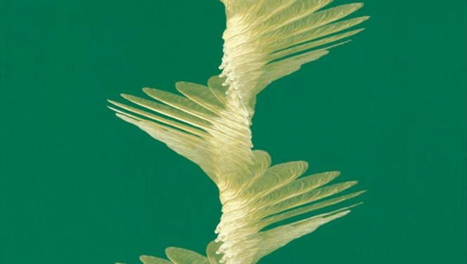 maple_seed_flight_david_lentink_8bit