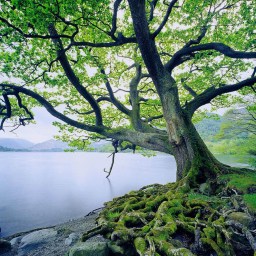 On the Power of Asking Questions