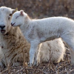 Logocentric Restoration: The Cosmic Gift of Repentance