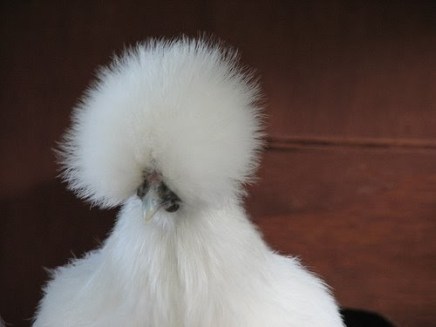 Ben franklins chikcne eggstatic