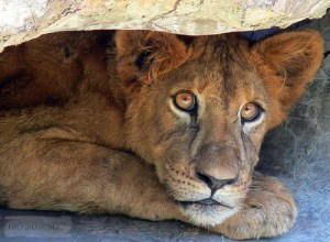 scared-lion-under-the-rock