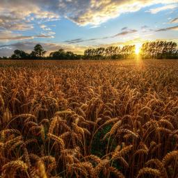 Inhabiting the World through Homer: On the Homeric Simile