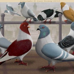 Why Ideas are not Bodies