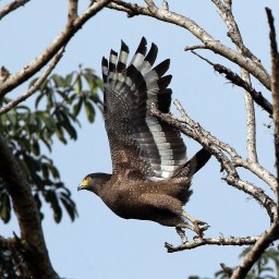 On Maria and the Death of Nikolai Bolkonsky in War and Peace