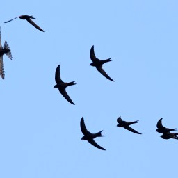 A World for our Hearts and Minds