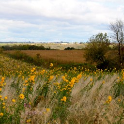 The Old Man and the Child