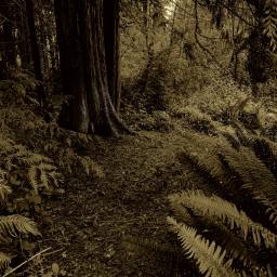 The Heavy Foot which is Light in Heaven does Rejoice