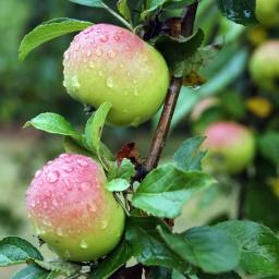 On the Prelapsarian Perfection of Man